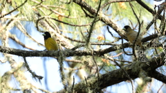Coccothraustes abeillei