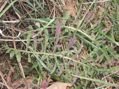 Centaurea scabiosa apiculata