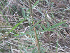 Centaurea scabiosa apiculata