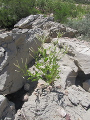 Nicotiana paa
