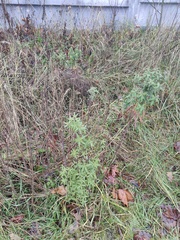 Symphyotrichum