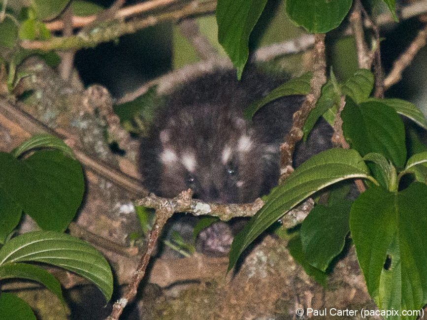 Lophiomys