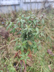 Symphyotrichum