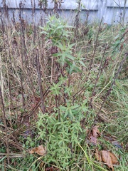 Symphyotrichum