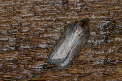 Acleris busckana