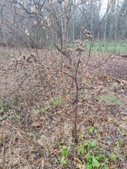 Arctium tomentosum
