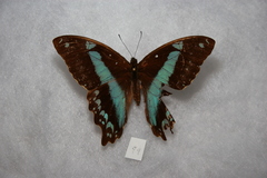 Papilio chrapkowskii