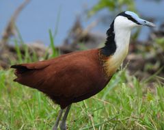 African Jacana photo 1