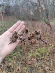 Arctium tomentosum