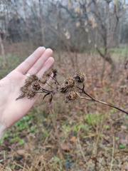 Arctium tomentosum