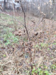 Arctium tomentosum