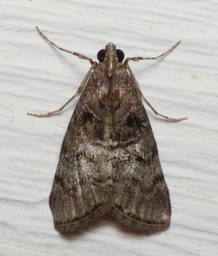 Maple Webworm Moth photo 4
