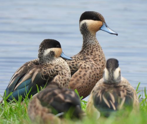 Blue-billed Teal