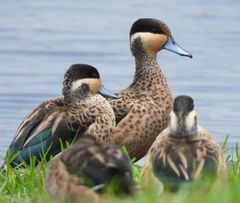 Blue-Billed Teal photo 2