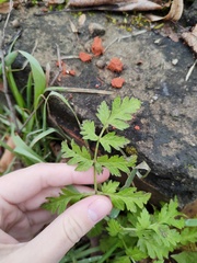 Anthriscus sylvestris