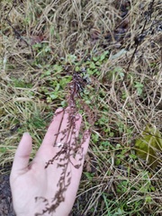 Artemisia vulgaris