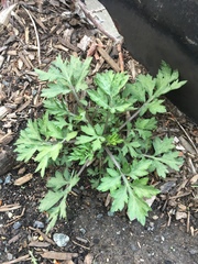 Artemisia vulgaris