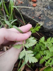 Anthriscus sylvestris