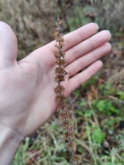 Leonurus quinquelobatus