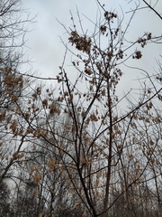 Acer negundo