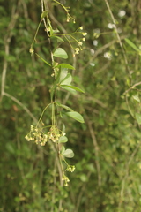 Putterlickia verrucosa