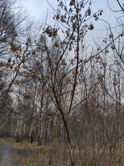 Acer negundo