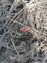 Glomeridae