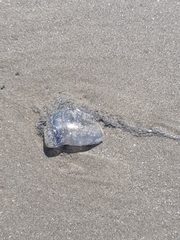 Physalia physalis