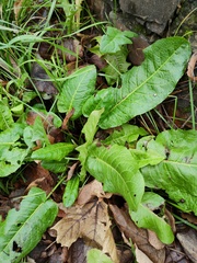 Rumex obtusifolius