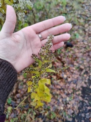 Solidago