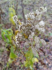 Solidago