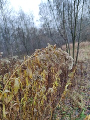 Solidago