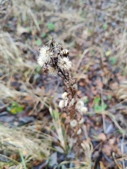 Asteraceae