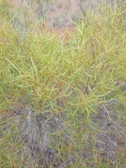 Euclea linearis