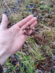 Asteraceae