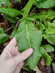 Rumex obtusifolius