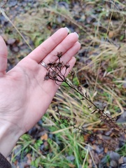 Asteraceae
