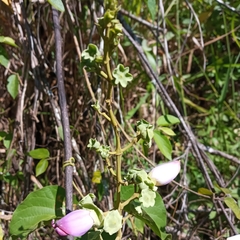 Amphilophium paniculatum