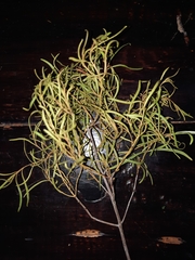 Euclea linearis