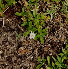 Phyla nodiflora nodiflora