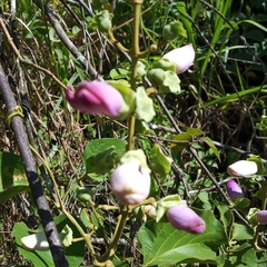 Amphilophium paniculatum