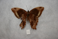 Papilio chrapkowskii