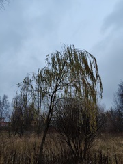 Salix × sepulcralis