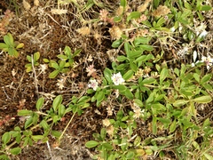 Phyla nodiflora nodiflora