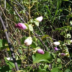 Amphilophium paniculatum