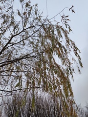 Salix × sepulcralis