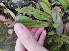 Pilosella officinarum