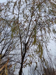 Salix × sepulcralis