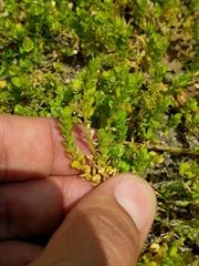 Lepidium strictum
