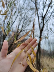 Salix × sepulcralis